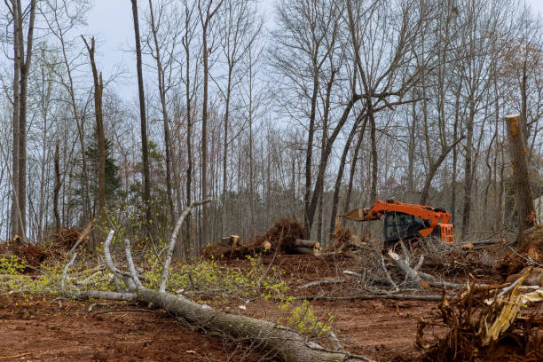 Best Firewood Processing and Delivery  in Bowling Green, MD