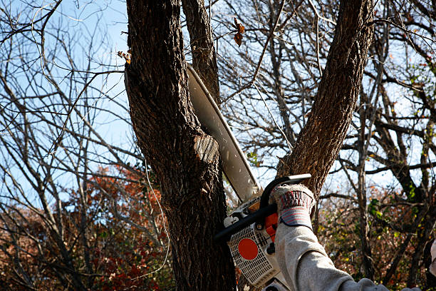 Best Stump Grinding and Removal  in Bowling Green, MD