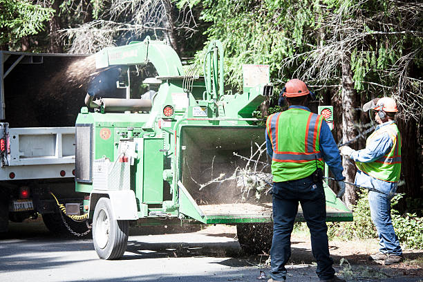 Best Hazardous Tree Removal  in Bowling Green, MD