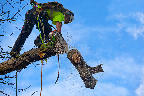 Best Tree and Shrub Care  in Bowling Green, MD