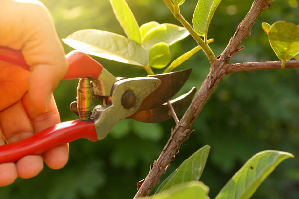 Best Leaf Removal  in Bowling Green, MD